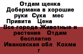 Отдам щенка Добермана в хорошие руки. Сука 5 мес. Привита › Цена ­ 5 000 - Все города Животные и растения » Отдам бесплатно   . Ивановская обл.,Кохма г.